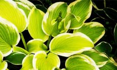 属蛇人2022年全年运势详解 做好身体保养