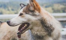 2022年属狗生肖运势 不同年份的属狗人运势分析