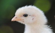 属鸡的人2022年运势 属鸡人一生命运如何