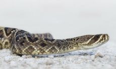 2022年属蛇人的全年运势男性 感情运势分析