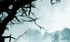 虎年羊的运势2022运势 属羊人运程详解