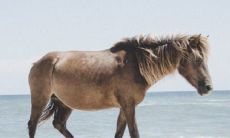 属马今年的运气和财气怎么样2022 需要注意什么