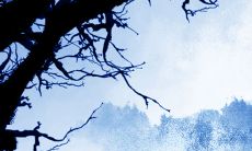 2022年属虎人运势及运程 本命年好不好