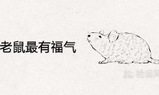 几点的老鼠最有福气 上等命属鼠人的出生时辰