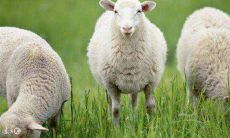 2021年属羊女性的运势及运程怎么样