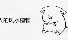 属猪人的风水植物 适合养什么花