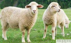 1979年的属羊男2022年上半年运气运势如何