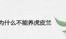 家里为什么不能养虎皮兰