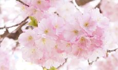 张姓为什么是天姓 天下张姓是一家吗