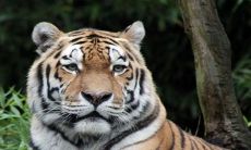 2022虎年最旺男孩名字 属虎吉利男名