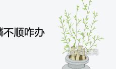 家里请了麒麟不顺咋办