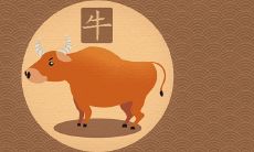 属牛人的2022年运势 本命年运势详细解读