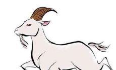 属羊的今年多大,属羊的2020年多大