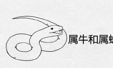 属牛和属蛇的婚姻相配吗