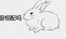 属兔和属鸡的婚姻相配吗