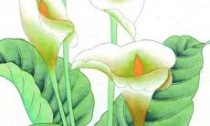 2022虎年生肖属虎公历8月适合出门旅行的黄道吉日 好日子查询