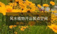 风水植物开运装点空间