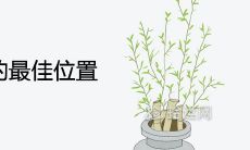 虎皮兰摆放的最佳位置