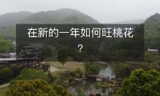 在新的一年如何旺桃花?