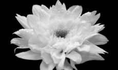 十大寓意不幸不吉利的花是什么