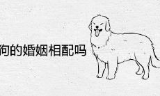 属牛和属狗的婚姻相配吗