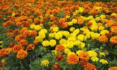 家居设计上酒柜如何摆放对风水好