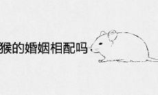 属鼠和属猴的婚姻相配吗