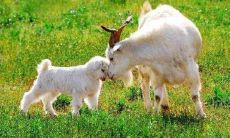 属羊91年的女人克夫吗 婚姻如何？