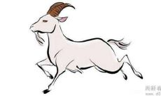 67年出生的属羊人在2022年还会犯太岁吗