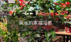 风水的家福瓜葛