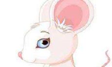 属鼠2021年凶星是什么 今年忌讳什么