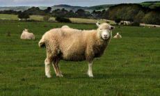 属羊男人为什么可以成功 属羊男事业成功的原因