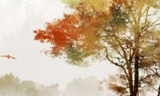 2022属鸡运势和财运好不好 会破财吗