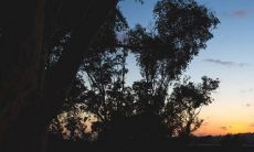 澍在人名中怎么读 寓意好吗