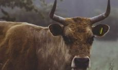 生肖牛的人在2022年运势如何 今年有调整吗