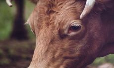 生肖牛在2022年的整年运势 今年财运大涨