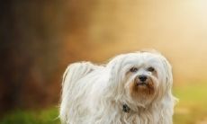 吉利又招财的狗名字 可爱独特宠物名