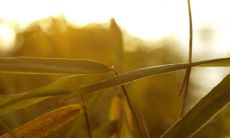 诗经中的女孩灵动名字 气质古风男名