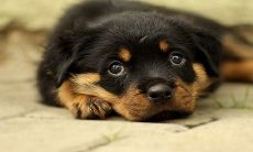 狗狗名字吉利好运财旺 招财又独特宠物名