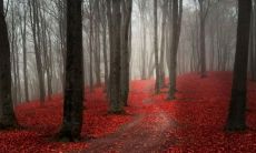 85属牛人最旺的年龄 35岁以后大运