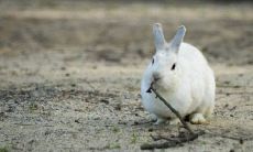 2022年什么生肖最旺兔 和兔最旺财的生肖组合