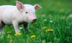 1995年属猪27岁以后一生命运 27岁有大灾吗