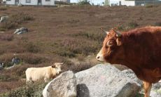 生肖牛2022年要起飞了 事业一片光明