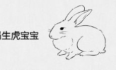 87年兔妈妈生虎宝宝好不好