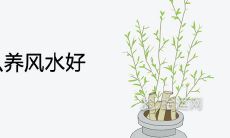 水仙花怎么养风水好 适合养在家里吗
