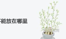 富贵竹不能放在哪里 禁忌摆放位置