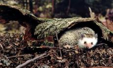 卜昌凯姓名评分66分