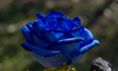 程红华姓名评分103分