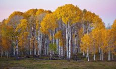 任火炎姓名评分75分