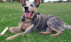 卜洲芳姓名评分68分